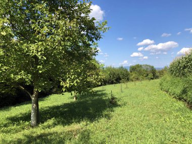 Pozega Havzası'nda genç meyve bahçeleri ve tarım alanları - Drskovci, Hırvatistan