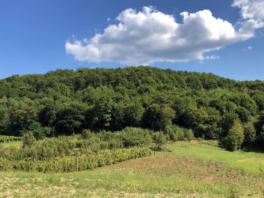 Pozega Havzası'nın yamaçlarında Slavonya ormanı - Pozega, Hırvatistan