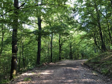 Pozega Havzası'nın yamaçlarında Slavonya ormanı - Pozega, Hırvatistan