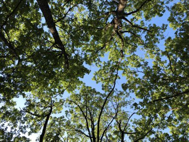 Pozega Havzası'nın yamaçlarında Slavonya ormanı - Pozega, Hırvatistan