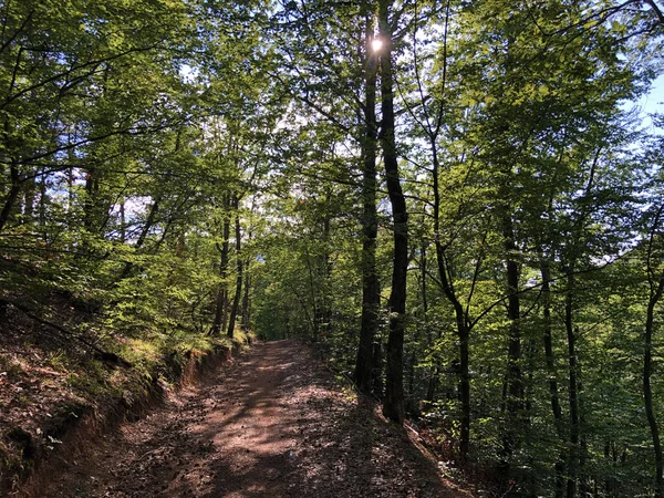 波泽加盆地山坡上的斯拉沃尼亚森林 波泽加 克罗地亚 — 图库照片