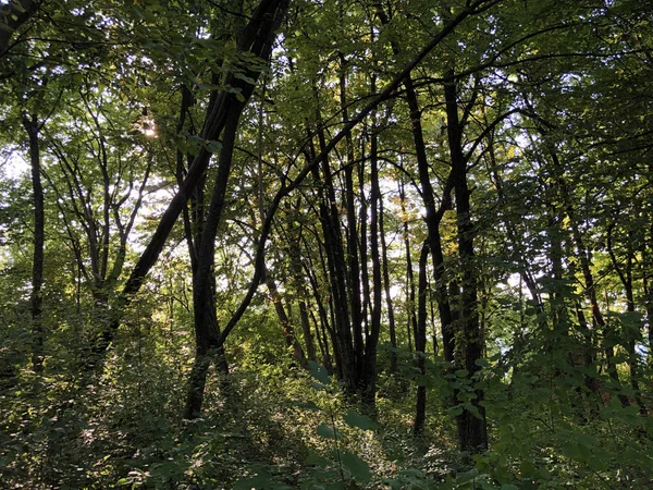 Slavonian Forest Sluttningarna Pozega Basin Pozega Kroatien — Stockfoto