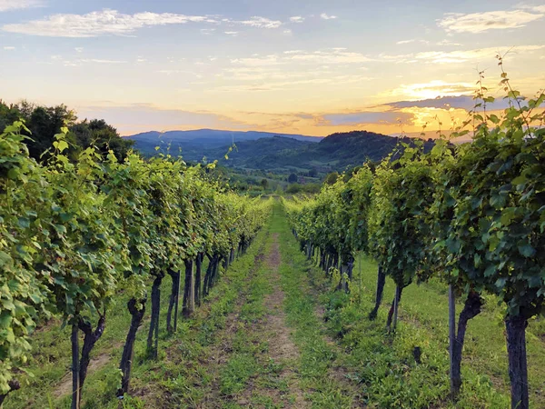 Vinhas Eslavas Nas Encostas Bacia Pozega Drskovci Croácia — Fotografia de Stock