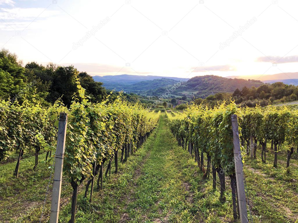 Slavonian vineyards on the slopes of the Pozega Basin - Drskovci, Croatia