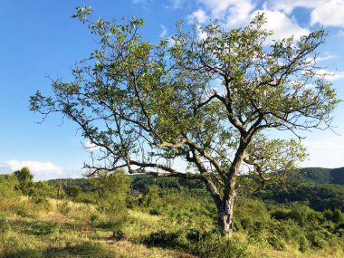 Slavdağlarında yalnız ceviz ağacı - Pozega, Hırvatistan