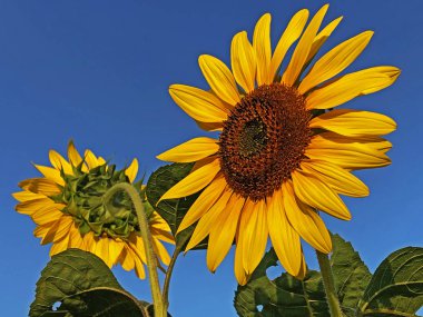 Özel bir Slav bahçede muhteşem süs ayçiçekleri - Drskovci, Hırvatistan