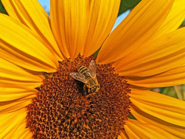 Özel bir Slav bahçede muhteşem süs ayçiçekleri - Drskovci, Hırvatistan