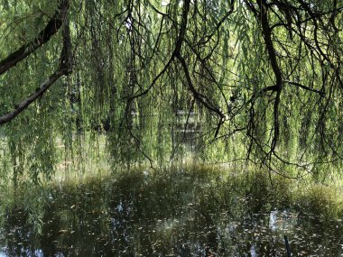 Maksimir Parkı veya Prvo Jezero u Maksimirskom Perivoju ili u Parku Maksimir ilk Gölü - Zagreb, Hırvatistan (Hrvatska)
