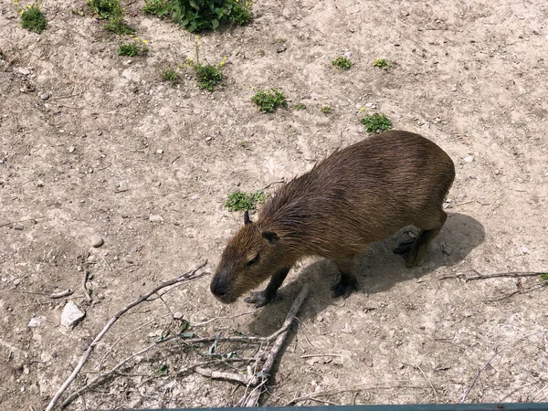 Capybara Hydrochoerus Hydrochaeris Carpincho Kapibara Ili Vodenprase — Zdjęcie stockowe