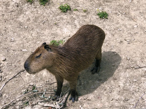 Capibara Hydrochoerus Hydrochaeris Carpincho Kapibara Ili Vodenprase — Foto Stock