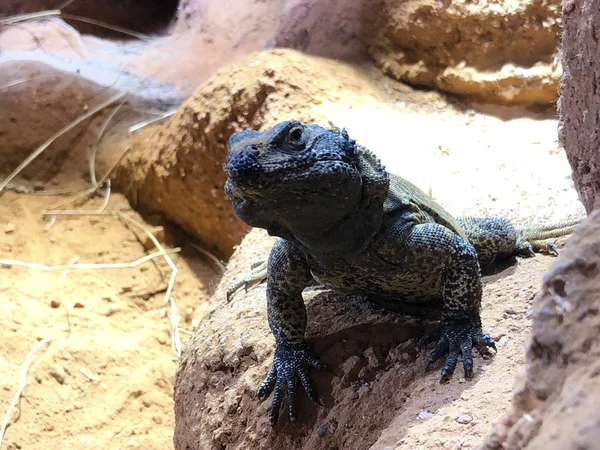 Lagarto Espinoso Azul Sceloporus Serrifer Cyanogenys Blauer Stachelleguan Oder Halsband — Foto de Stock