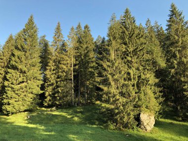 Oberseetal alp vadisinin yamaçlarında ve Glarnerland turistik bölgesinde, Nafels (Naefels) - Glarus Kantonu, İsviçre