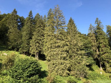 Oberseetal alp vadisinin yamaçlarında ve Glarnerland turistik bölgesinde, Nafels (Naefels) - Glarus Kantonu, İsviçre