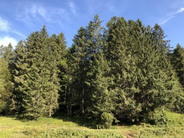 Oberseetal alp vadisinin yamaçlarında ve Glarnerland turistik bölgesinde, Nafels (Naefels) - Glarus Kantonu, İsviçre