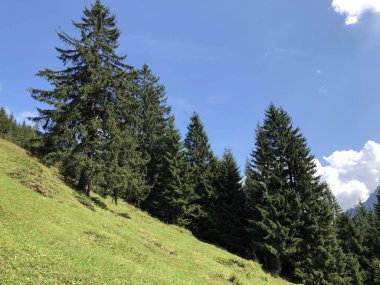 Oberseetal alp vadisinin yamaçlarında ve Glarnerland turistik bölgesinde, Nafels (Naefels) - Glarus Kantonu, İsviçre