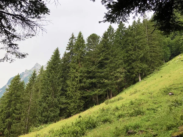 奥伯塞塔尔高山山谷的山坡上的常绿或针叶林 在格拉纳兰旅游区 纳费尔斯 奈费尔斯 瑞士格拉鲁斯州 — 图库照片