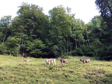 Oberseetal alp vadisindeki alp otlakları ve otlaklar, Nafels (Naefels) - Glarus Kantonu, İsviçre