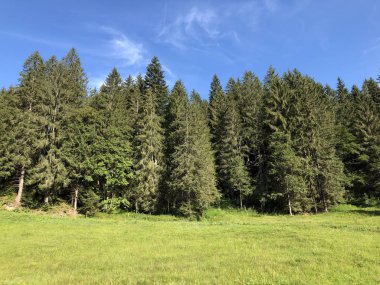 Oberseetal alp vadisinin yamaçlarında ve Glarnerland turistik bölgesinde karışık ormanlar, Nafels (Naefels) - Glarus Kantonu, İsviçre