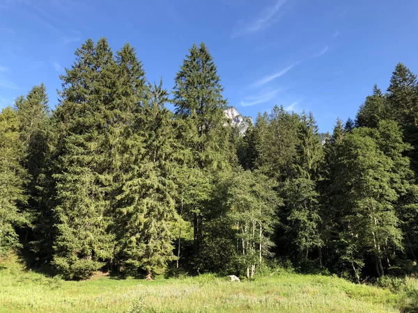 Forêts Mixtes Sur Les Pentes Vallée Alpine Oberseetal Dans Région — Photo