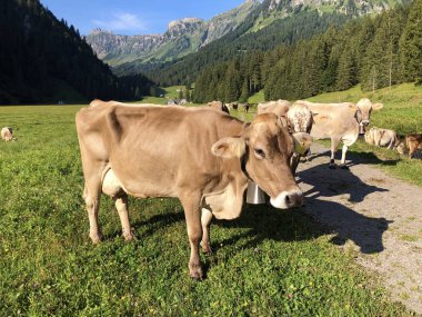 Oberseetal alp vadisinde çayır ve otlaklar üzerinde inekler, Nafels (Naefels) - Glarus Kton, İsviçre