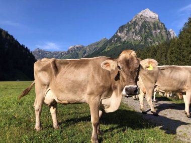 Oberseetal alp vadisinde çayır ve otlaklar üzerinde inekler, Nafels (Naefels) - Glarus Kton, İsviçre