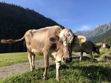 Oberseetal alp vadisinde çayır ve otlaklar üzerinde inekler, Nafels (Naefels) - Glarus Kton, İsviçre