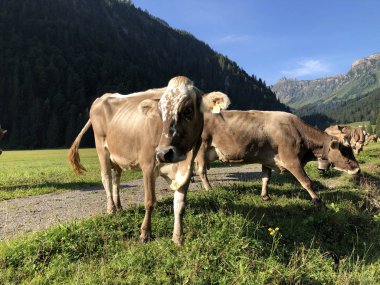 Oberseetal alp vadisinde çayır ve otlaklar üzerinde inekler, Nafels (Naefels) - Glarus Kton, İsviçre
