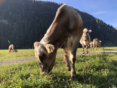 Oberseetal alp vadisinde çayır ve otlaklar üzerinde inekler, Nafels (Naefels) - Glarus Kton, İsviçre