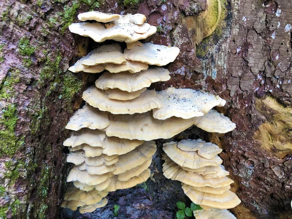 Mushrooms Rotting Tree Stumps Alpine Forest Nafels Naefels Canton Glarus — Stock Photo, Image