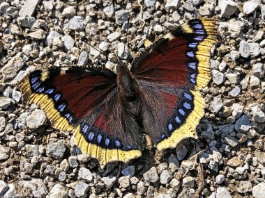 Yas pelerin kelebeği (Nymphalis antiopa), Camberwell Güzellik, Der Trauermantel Schmetterling veya Mrtvacki plast