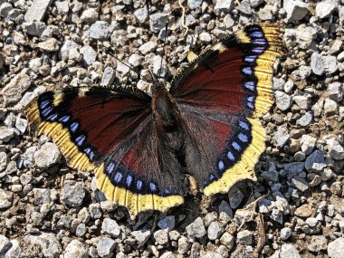 The Mourning cloak butterfly (Nymphalis antiopa), Camberwell Beauty, Der Trauermantel Schmetterling or Mrtvacki plast clipart