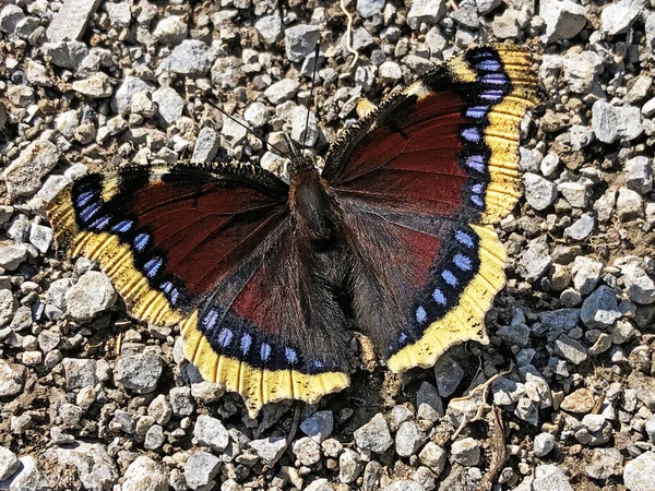 Mariposa Del Manto Luto Nymphalis Antiopa Camberwell Beauty Der Trauermantel —  Fotos de Stock