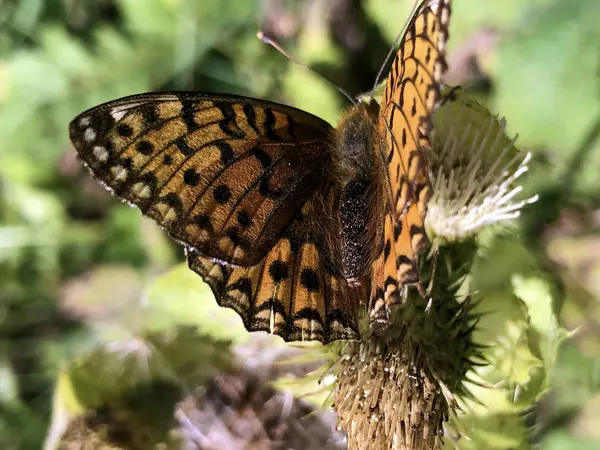 银花蝴蝶 Argynnis Paphia 或Der Kaisermantel Oder Silberstrich Schmetterling Leptir Zelena — 图库照片