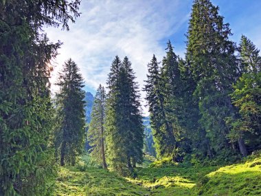 Wagital vadisi (Waegital) ve alp gölü Wagitalersee (Waegitalersee), Innerthal - Kakton Schwyz, İsviçre yamaçlarında Evergreen veya iğne yapraklı ormanlar