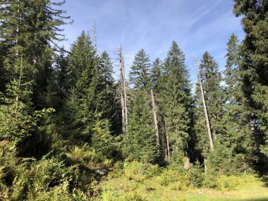Wagital vadisi (Waegital) ve alp gölü Wagitalersee (Waegitalersee), Innerthal - Kakton Schwyz, İsviçre yamaçlarında Evergreen veya iğne yapraklı ormanlar