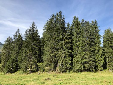 Wagital vadisi (Waegital) ve alp gölü Wagitalersee (Waegitalersee), Innerthal - Kakton Schwyz, İsviçre yamaçlarında Evergreen veya iğne yapraklı ormanlar