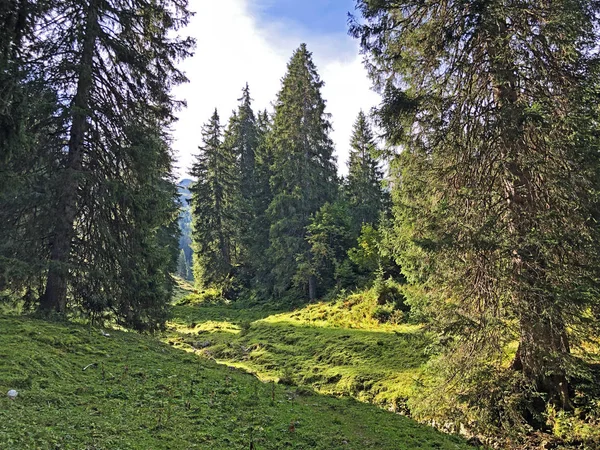 ワギタル渓谷 ワギタル と高山湖ワギタレルゼー ワギタレルゼー インナータール シュヴィーツ州 スイスの広州の斜面にある常緑または円錐の森 — ストック写真