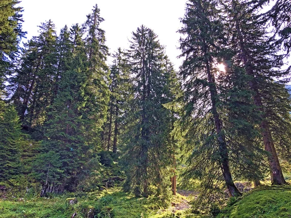 Evergreen Coniferous Forests Slopes Wagital Valley Waegital Alpine Lake Wagitalersee — Stock Photo, Image