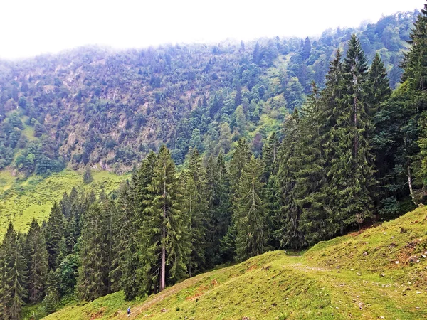 Örökzöld Vagy Tűlevelű Erdők Wagital Völgy Waegital Alpine Wagitalersee Waegitalersee — Stock Fotó