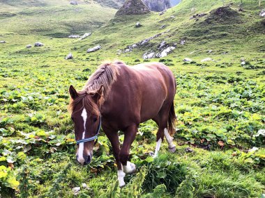 Wagital vadisinde otlaklarda atlar (Waegital) ve alpgölü Wagitalersee (Waegitalersee), Innerthal - Schwyz Kantonu, İsviçre