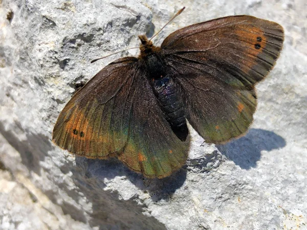 Küçük Dağ Ringlet Kelebek Veya Dağ Ringlet Erebia Epiphron Veya — Stok fotoğraf