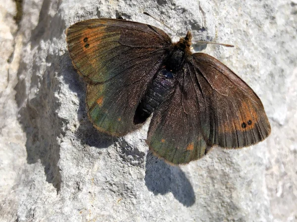 Küçük Dağ Ringlet Kelebek Veya Dağ Ringlet Erebia Epiphron Veya — Stok fotoğraf