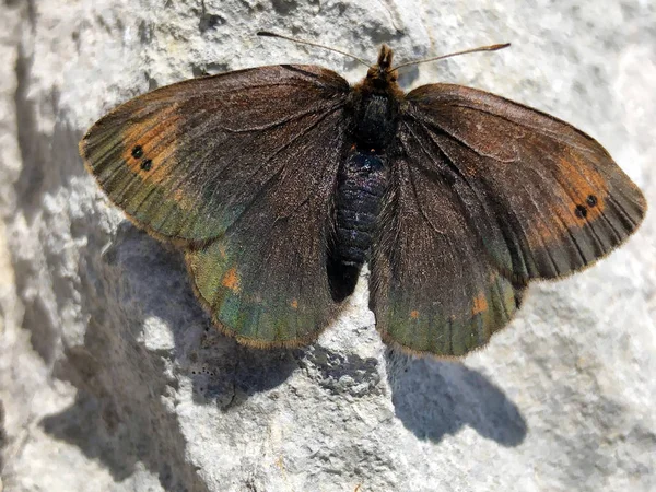 Küçük Dağ Ringlet Kelebek Veya Dağ Ringlet Erebia Epiphron Veya — Stok fotoğraf