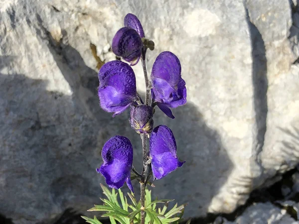 Borovice Shortleaf Pinus Echinata Nebo Die Fichtenkiefer Švýcarsko Alps Švýcarsko — Stock fotografie