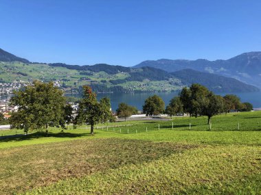 Buochserhorn dağının yamaçlarında ve Lucerne gölü veya Vierwaldstaetersee Gölü (Vierwaldstattersee), Buochs - İsviçre'nin eteklerinde genç organik meyve bahçeleri ve yeşil İsviçre otlaları