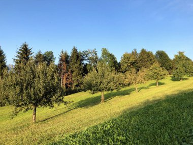 Buochserhorn dağının yamaçlarında ve Lucerne gölü veya Vierwaldstaetersee Gölü (Vierwaldstattersee), Buochs - İsviçre'nin eteklerinde genç organik meyve bahçeleri ve yeşil İsviçre otlaları