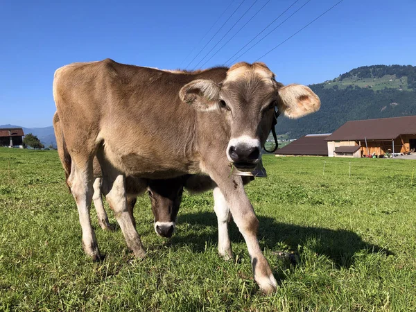 Krowy Łąkach Pastwiskach Zboczach Alp Nad Jeziorem Czterech Kantonów Lub — Zdjęcie stockowe