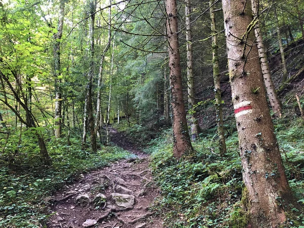 Hiking Walking Trails Slopes Buochserhorn Mountain Lake Lucerne Vierwaldstaetersee Lake — Stock Photo, Image