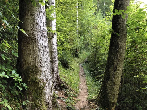 Hiking Walking Trails Slopes Buochserhorn Mountain Lake Lucerne Vierwaldstaetersee Lake — Stock Photo, Image