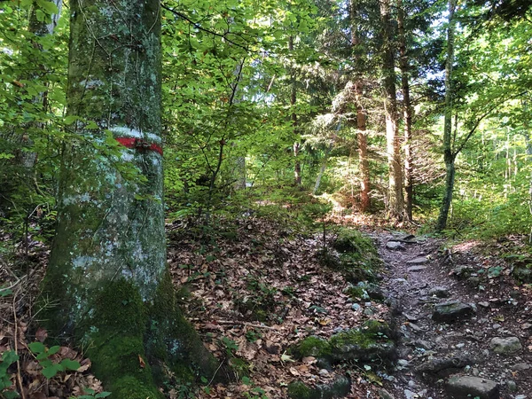 Hiking Walking Trails Slopes Buochserhorn Mountain Lake Lucerne Vierwaldstaetersee Lake — Stock Photo, Image